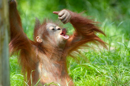 cute  orangutan playing on the grassの写真素材