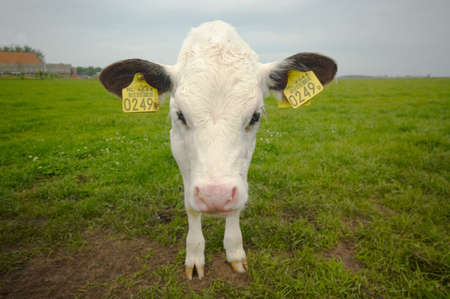 funny  cow on farmlandの写真素材