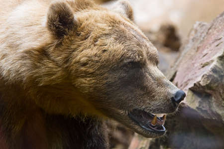close-up of a big brown bear
