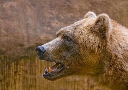 close-up of a big brown bearの写真素材