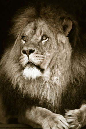 portrait of a big african male lionの写真素材