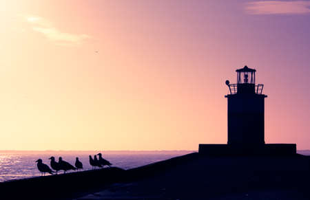 lighthouse in the evening with birds looking at the ocean の写真素材