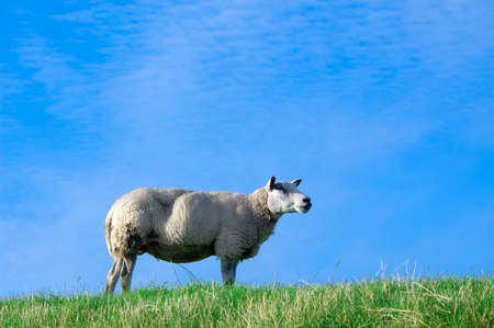 sheep on fresh green grass with bright blue skyの写真素材