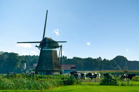 dutch windmill landscape with cows の写真素材