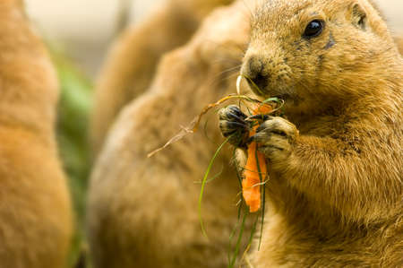 cute prairie dog eating a carrotの写真素材