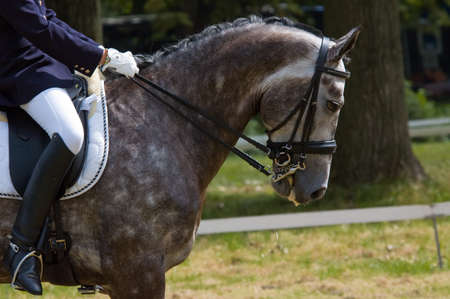 jockey on a beautiful horse