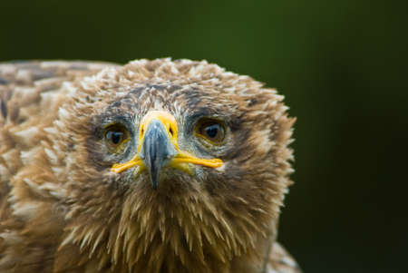 cose-up of a steppe eagle (Aquila nipalensis)