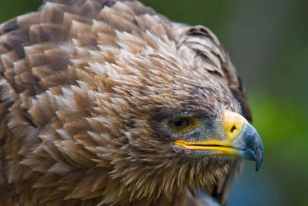 cose-up of a steppe eagle (Aquila nipalensis)