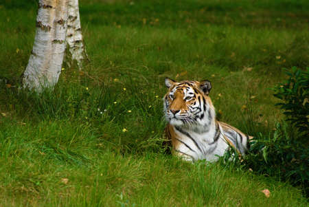 beautiful tiger resting on grass