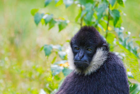 cute monkey looking at the cameraの写真素材