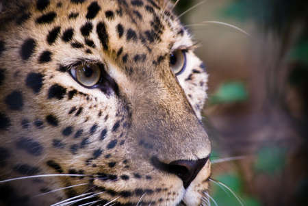 close-up of a beautiful leopardの写真素材