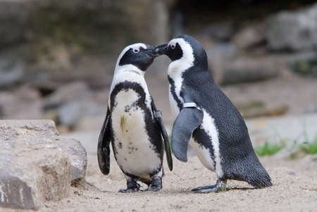 two penguins in love and kissingの写真素材