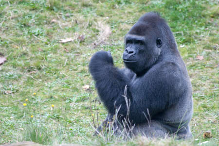 close-up of a big male gorilla