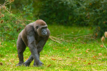 close-up of a big gorillaの写真素材