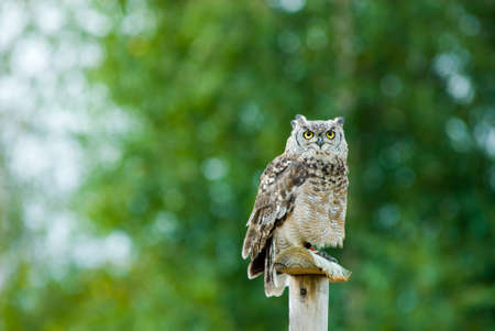 beautiful Eagle Owl (bubo)の写真素材