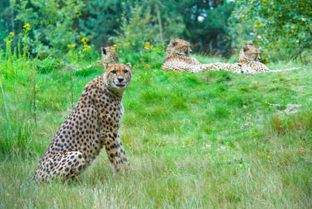 cheetah looking at the camera and sticking its tongue out の写真素材