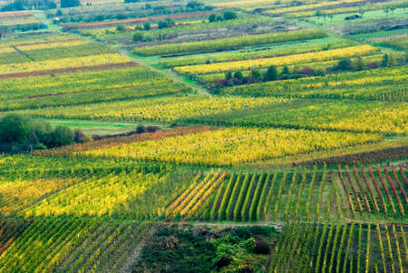 colorful wine fields along the mosel river in germanyの写真素材