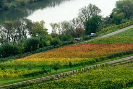 colorful wine fields along the mosel river in germanyの写真素材