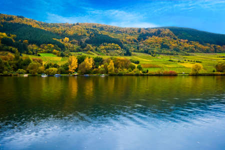 colorful wine fields along the mosel river in germanyの写真素材