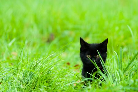 a cute black kitten in the grassの写真素材