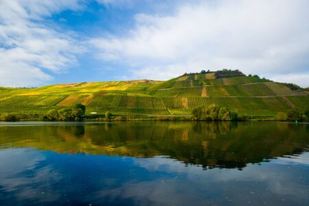 vineyards reflecting in the mosel river, germanyの写真素材