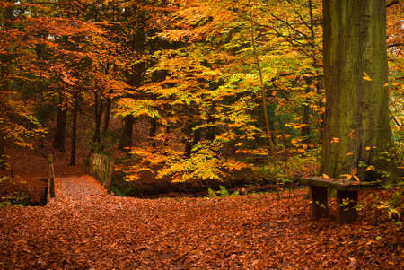 autumn colors in the forestの写真素材