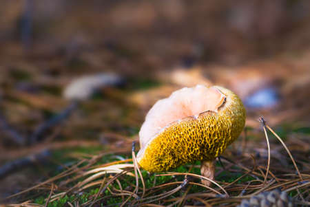 close-up of a toadstool in the forestの写真素材