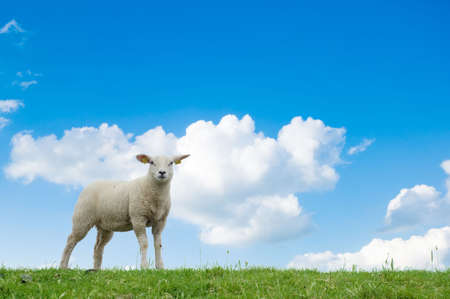 cute lamb on the grass in springの写真素材