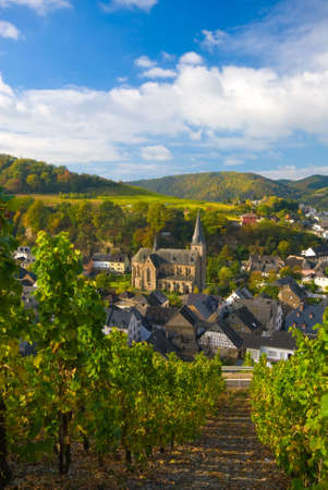 small village and vineyards along the mosel river in germanyの写真素材