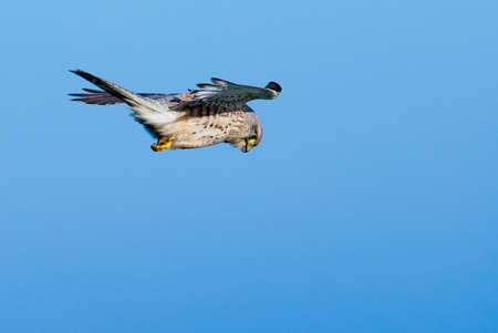 A falcon against a blue sky looking for prey の写真素材