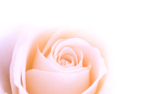beautiful pink rose for backgroundsの写真素材