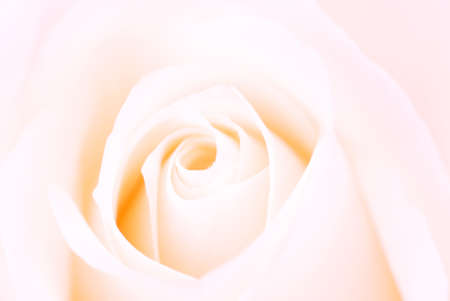 beautiful pink rose for backgroundsの写真素材