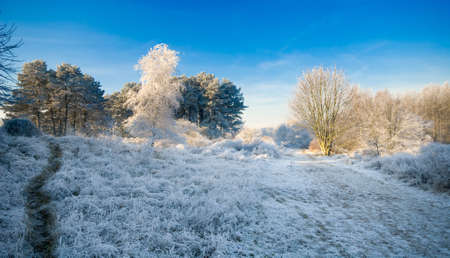 beautiful cold and white winter landscapeの写真素材