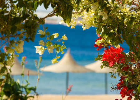 flowers and tropcal beach in the backgroundの写真素材