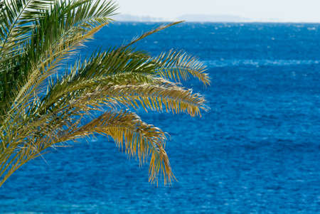 tropical palmtree and oceanの写真素材