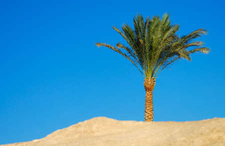 palm tree in dessert with blue skyの写真素材