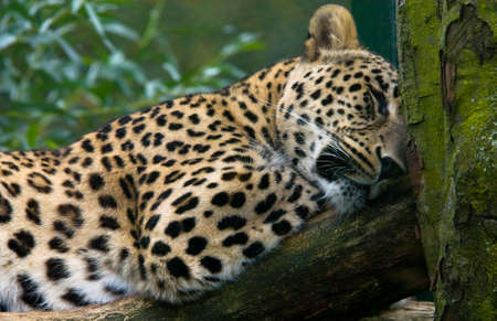 leopard sleeping in a tree の写真素材