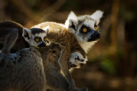 ring-tailed lemur with cute  on its back 
