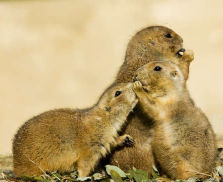 close-up of  cute prairie dogs
