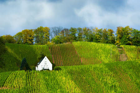 small house on the vineyards along the mosel river in germanyの写真素材