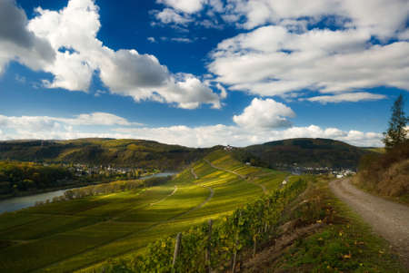 vineyards and forest along the mosel river in germanyの写真素材