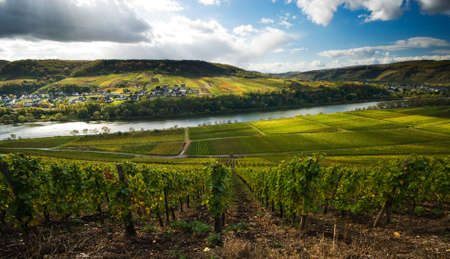 vineyards and forest along the mosel river in germanyの写真素材