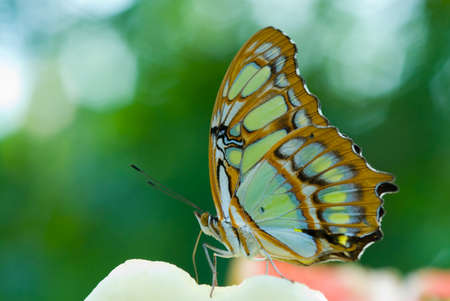 close-up of a beautiful butterflyの写真素材