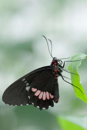 close-up of a beautiful butterflyの写真素材