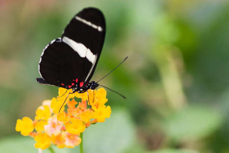 close-up of a beautiful butterflyの写真素材