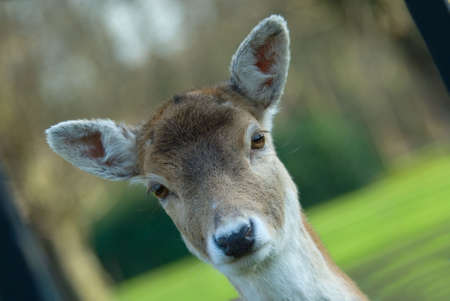 cute deer looking at the cameraの写真素材