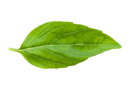 fresh basil leaf isolated on a white backgroundの写真素材