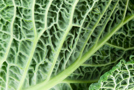 close-up of a kale vegetable for backgroundsの写真素材