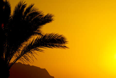 palmtree and sunset in egyptの写真素材