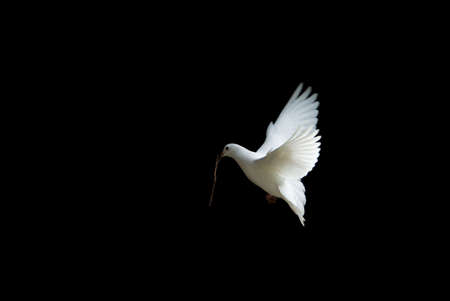 beautiful white dove in flight, holding a small branch to build a nest in springの写真素材